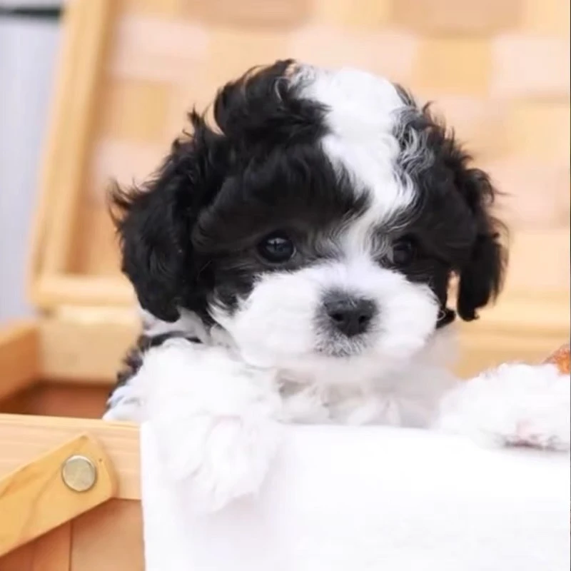 施氏萌宠专属泰迪熊(一物一拍)宠物幼体活体链接