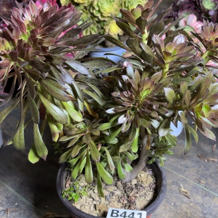 瑞妈一物一拍441