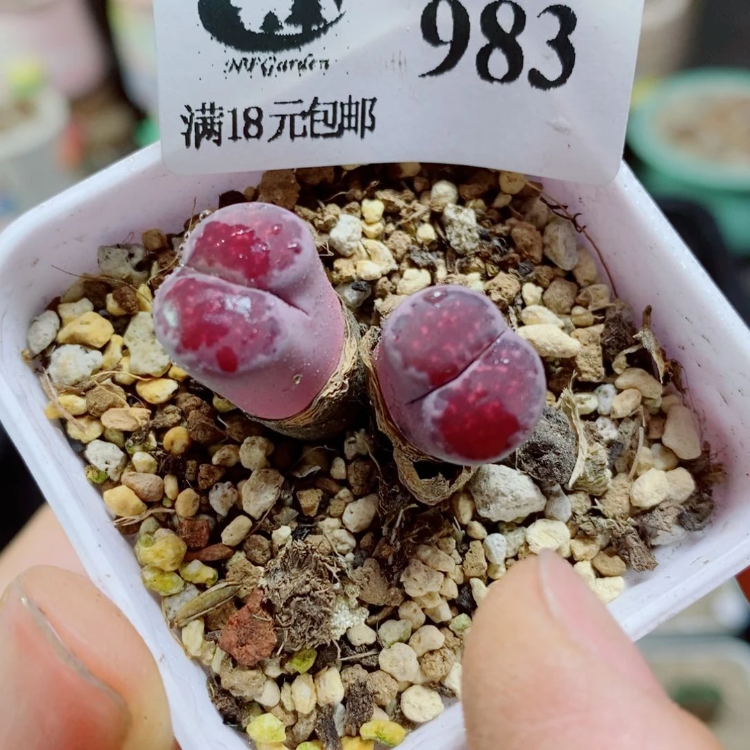 生石花花花花花花983