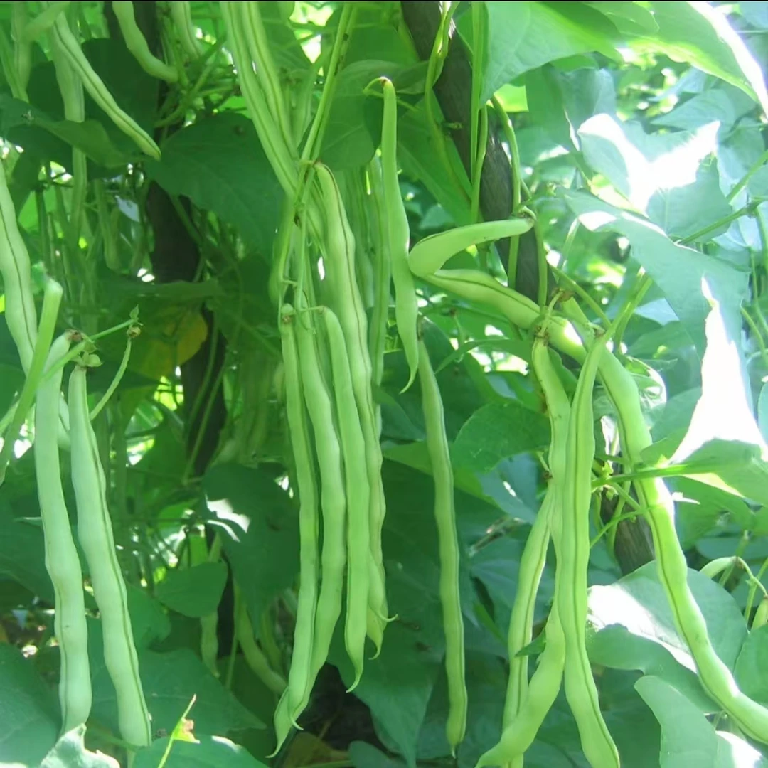 【山货现收】农家四季豆