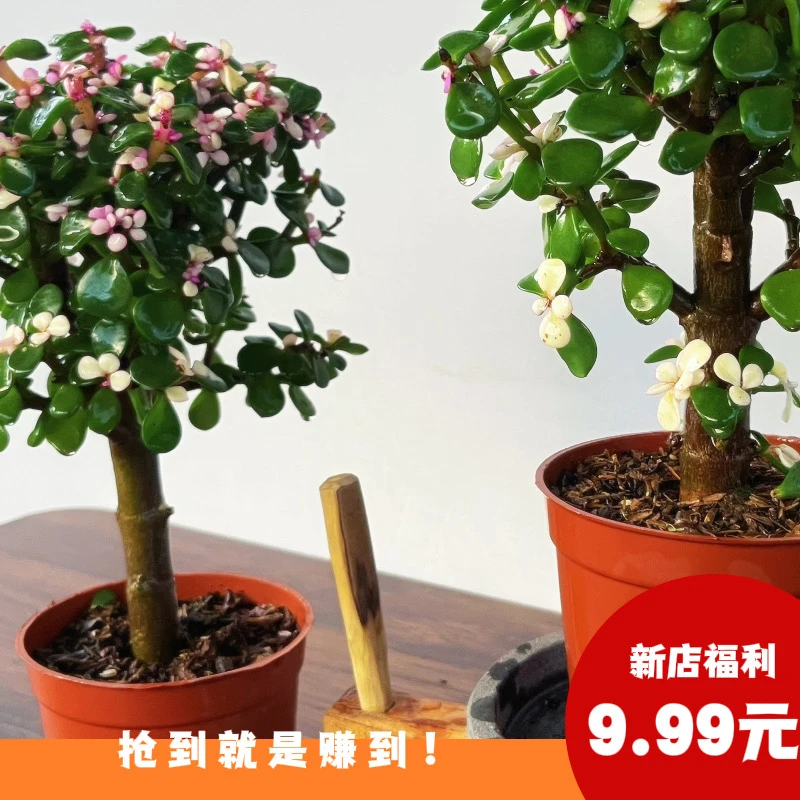 新店福利——金枝玉叶棒棒糖多肉植物室内绿植盆栽客厅阳台盆景花卉