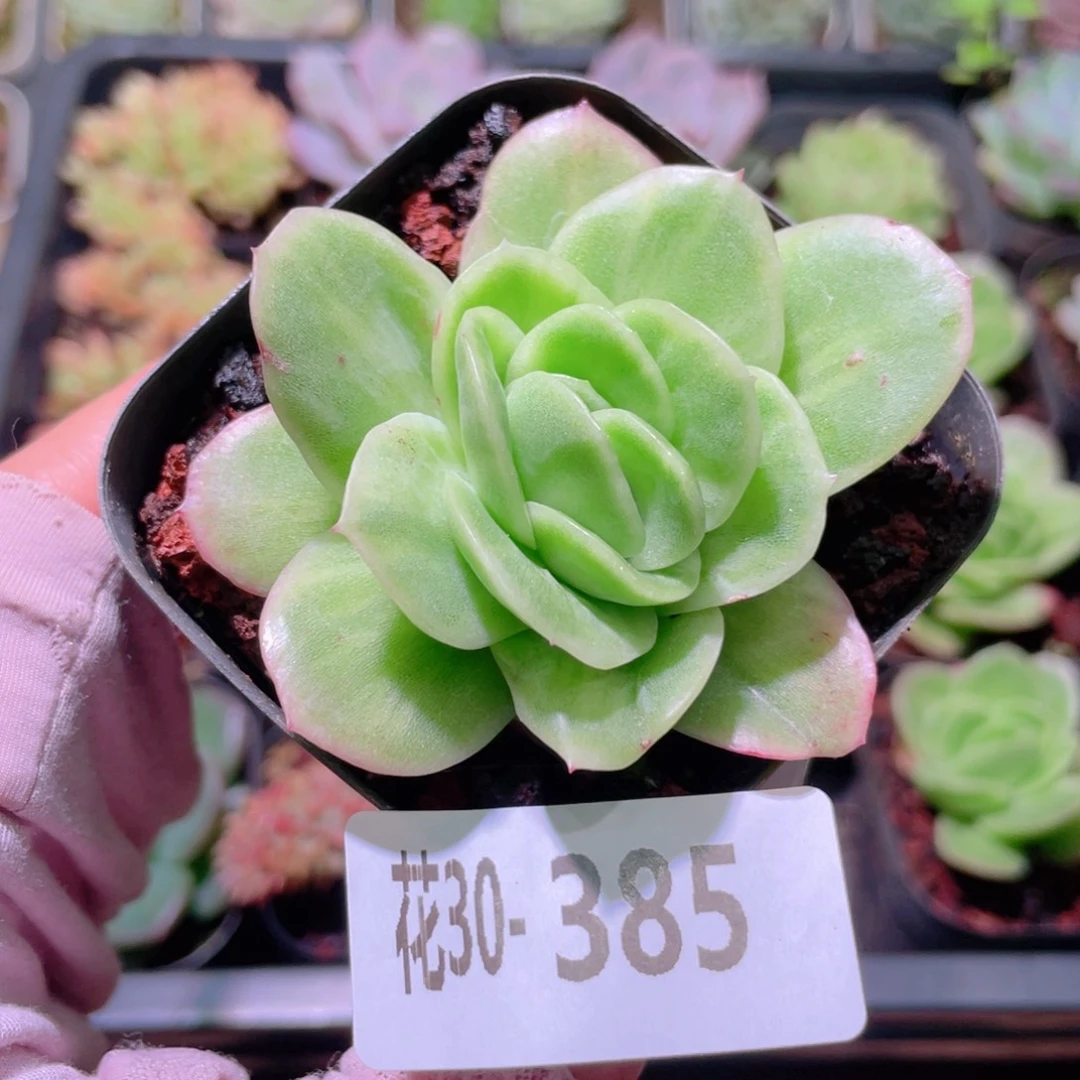 花利美30-385冰玫瑰