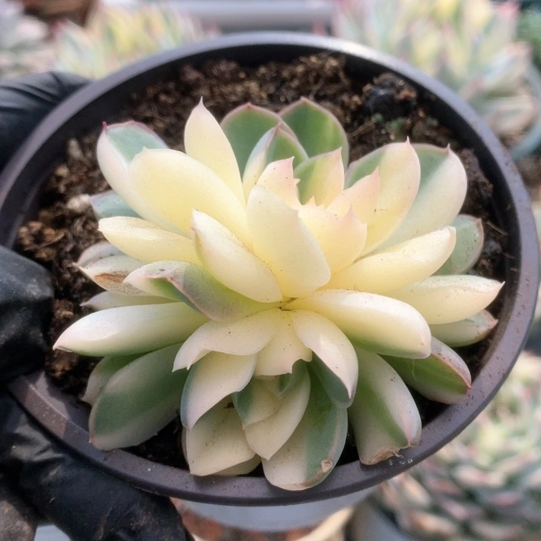 125不知名杂锦锦锦锦锦锦