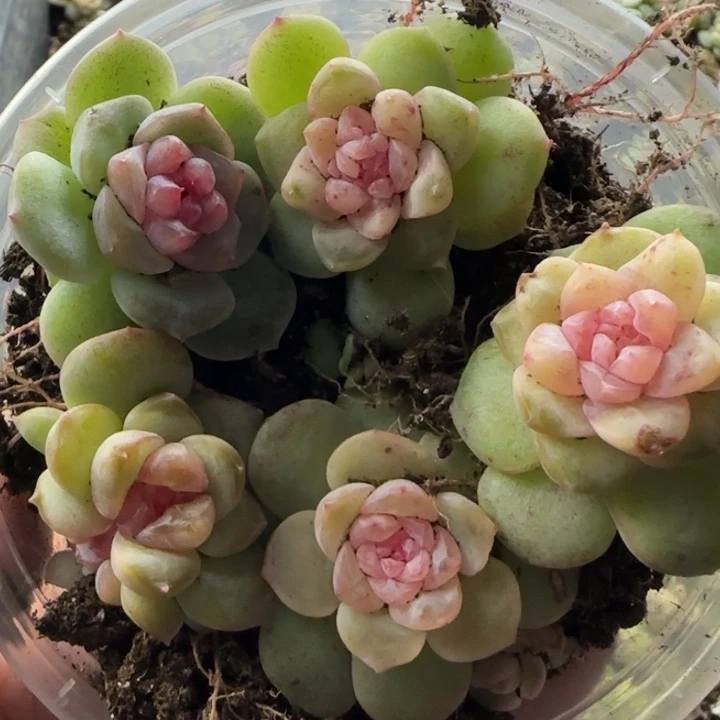 80绝绝子多肉一盆