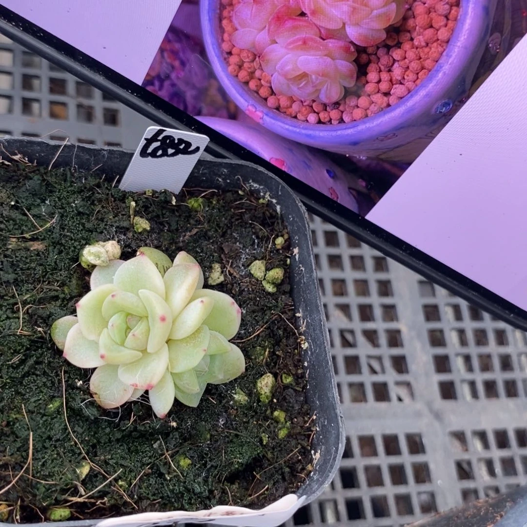 标签212甜心832一个多肉