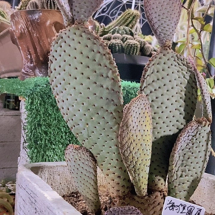 李***华仙人掌海狸鼠尾三连片