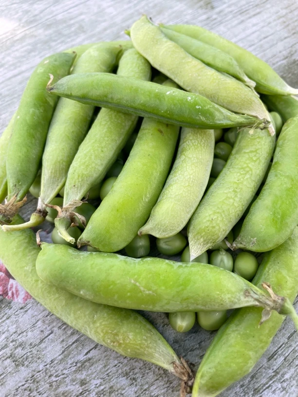 山东新鲜现摘现发豌豆荚，清甜可口，生鲜冷链包邮净（净5斤）