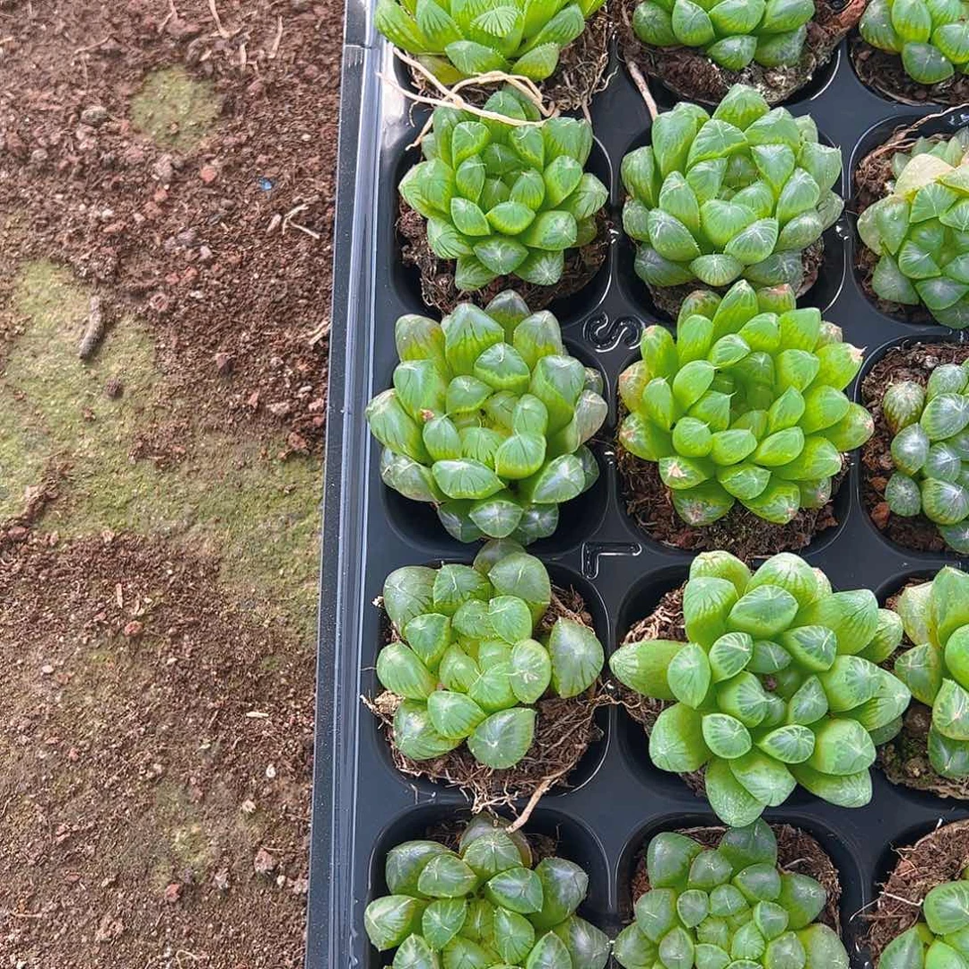 直播福利一物一拍52