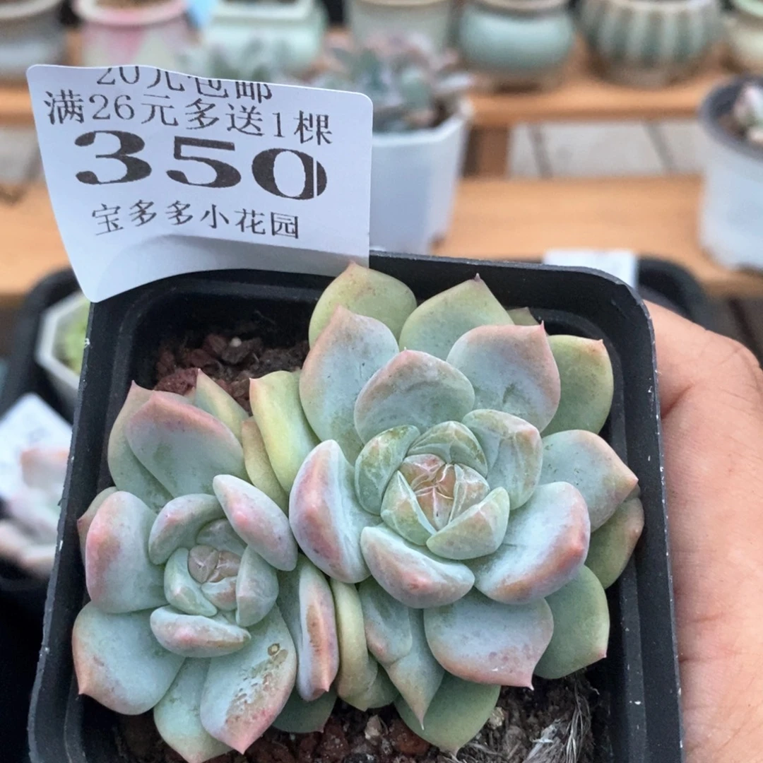 厚梦优选双头一物一拍满20包邮满26多送一颗