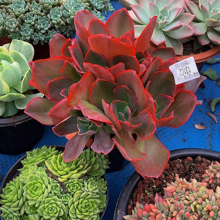 漠***然       红酒杯多肉13102