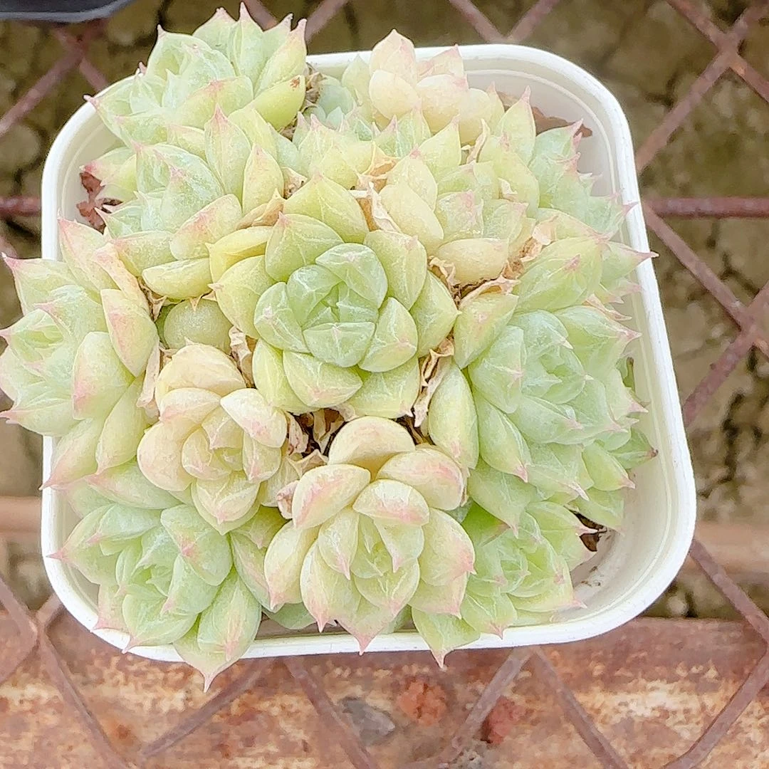 c***f【闪购商品】1023-80（ht-39）