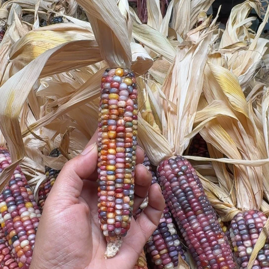 雾***里柏香籽/百香籽吊坠