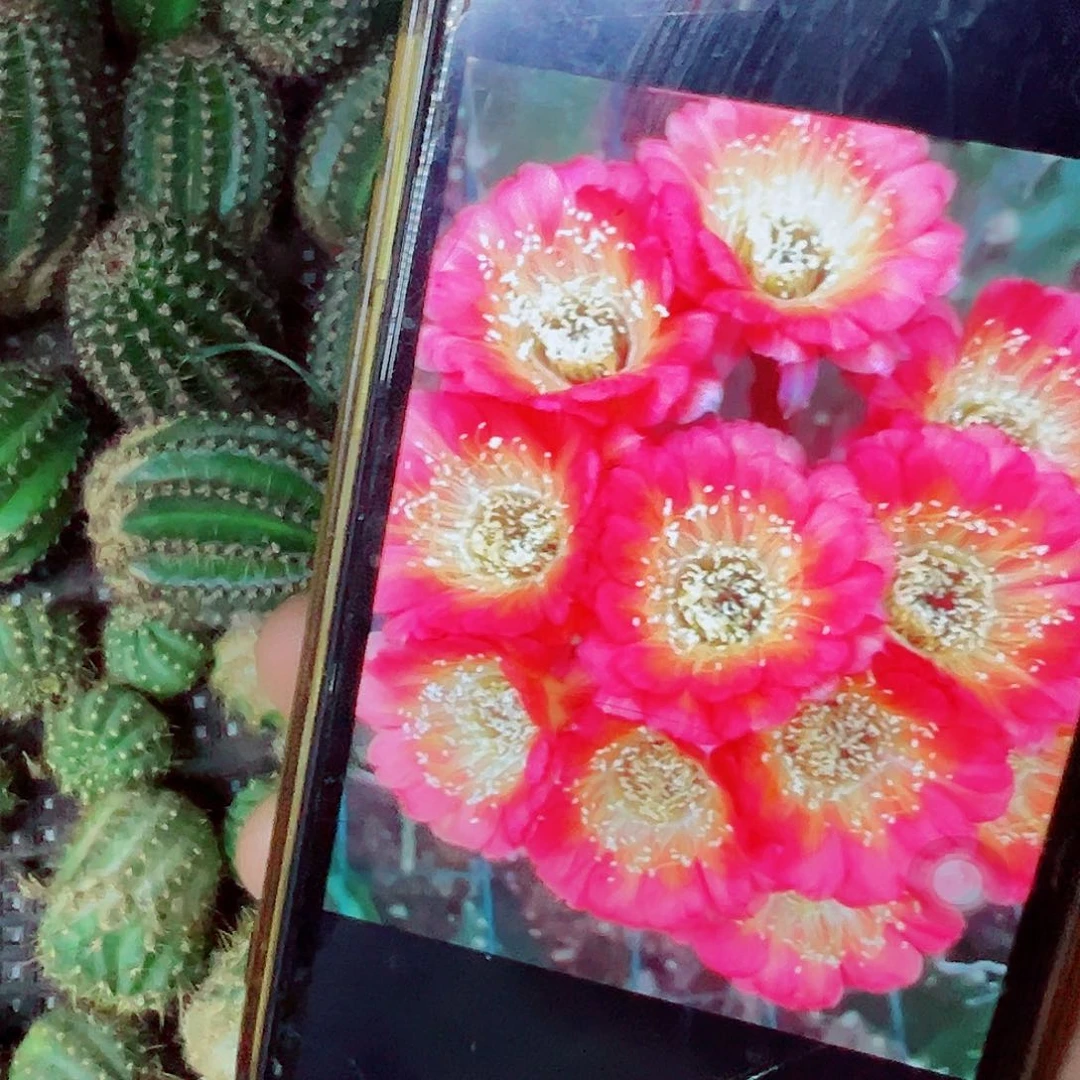 丽花 ky1537侧芽 0000