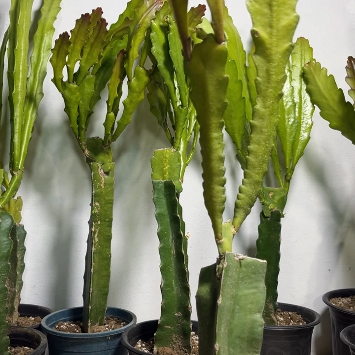 当前无花栽培后可以开花475