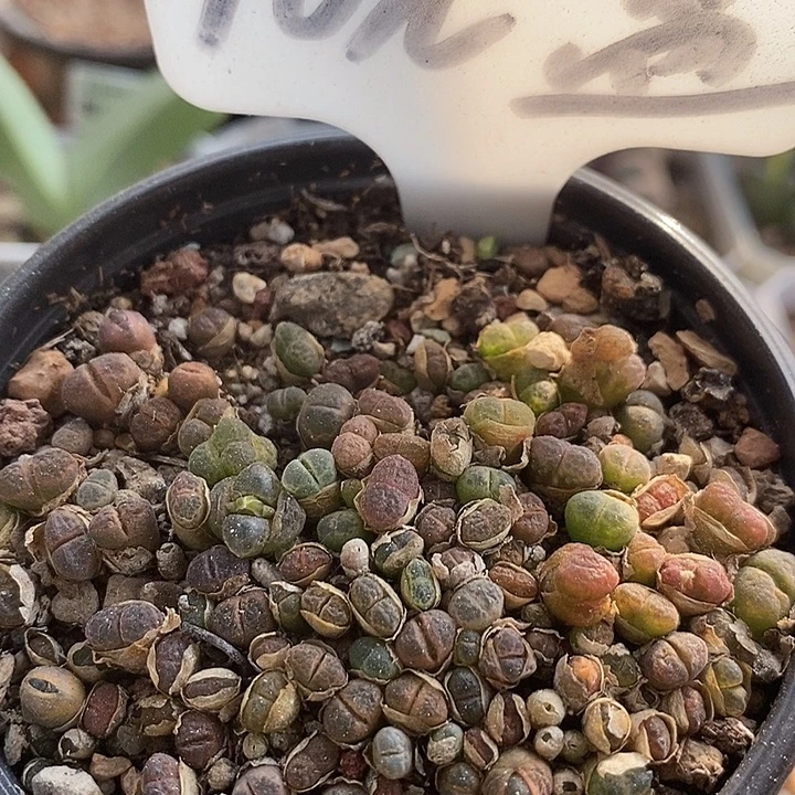 风铃组合带盆发货