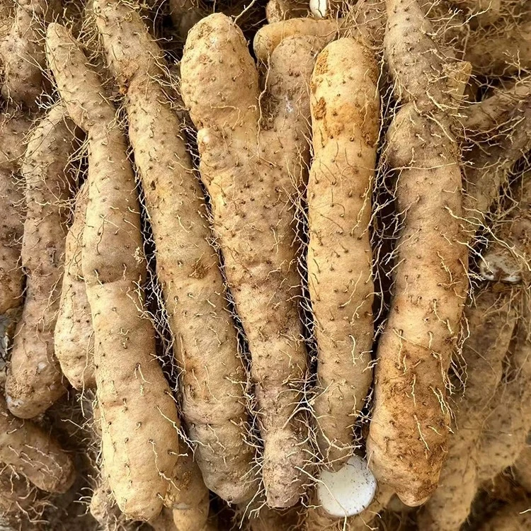 正宗潮汕特产姜薯 每天现挖新鲜带皮精选