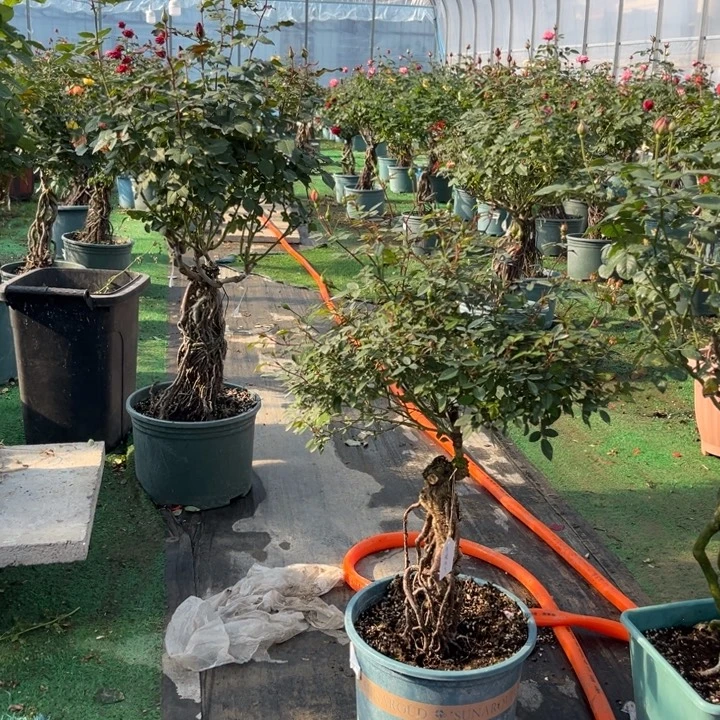 无花朵月季时节的