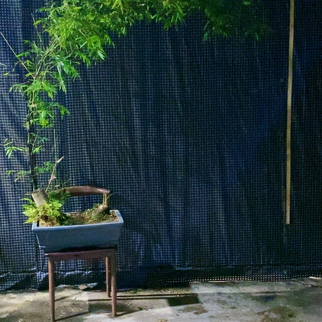 小叶簕竹一物一拍