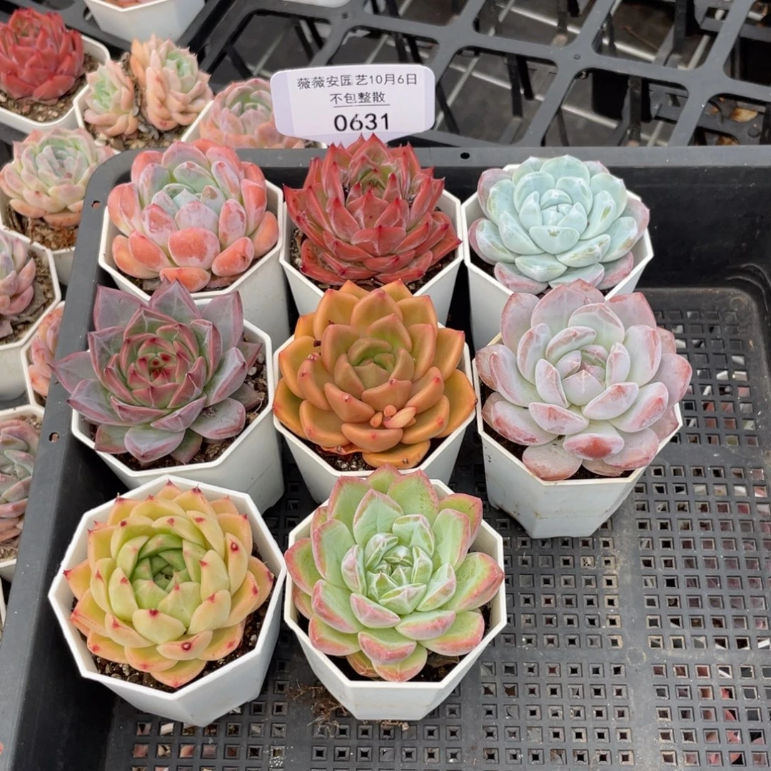 不包整散 盆子不售后0631