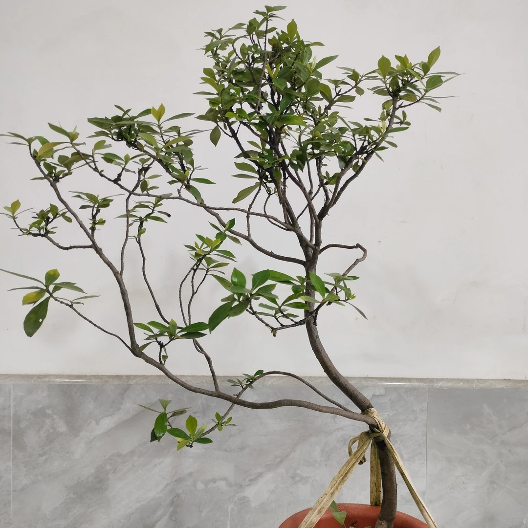 海岛春花栀子花茶空间装饰盆景花卉绿植