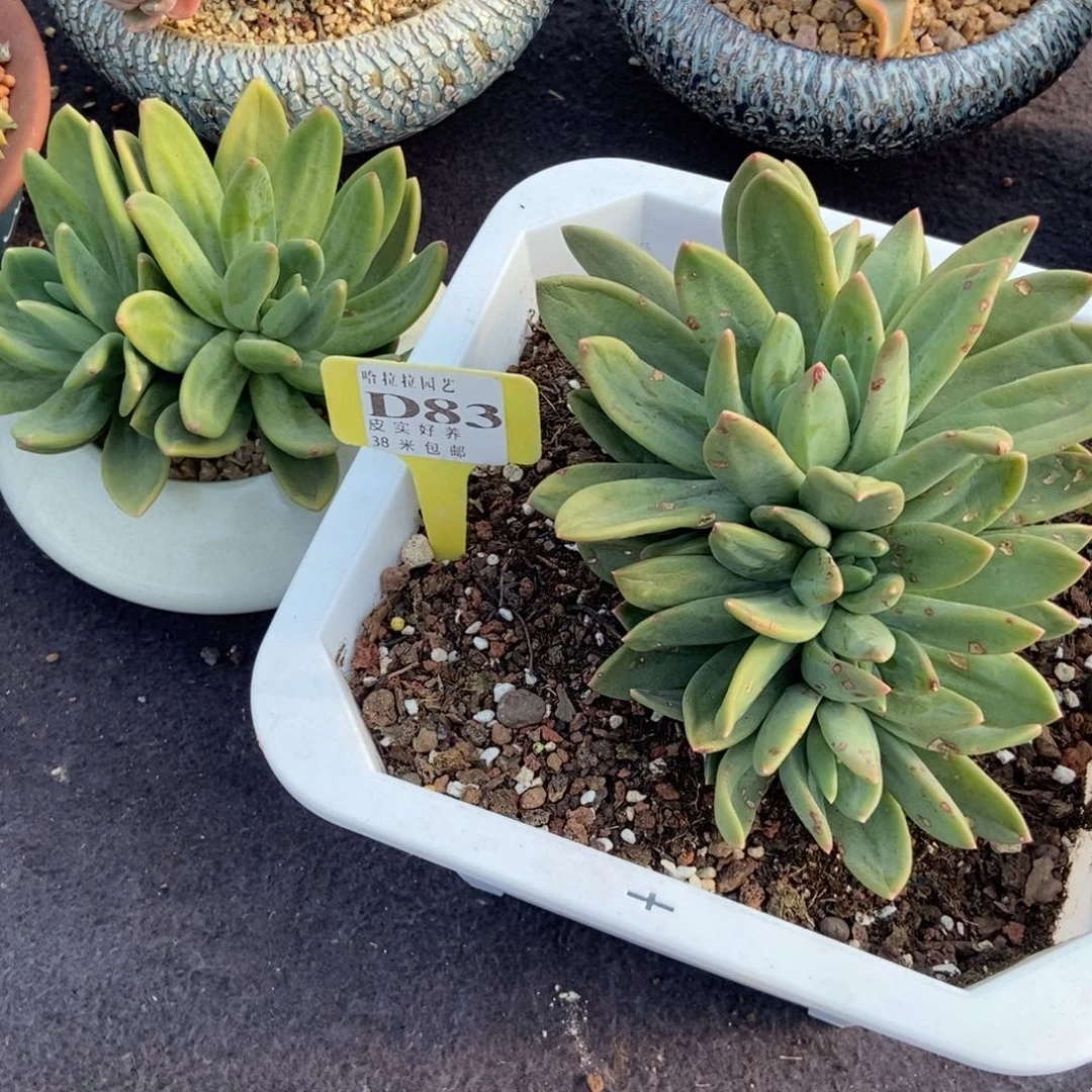 暗*多肉植物海藻之歌111111