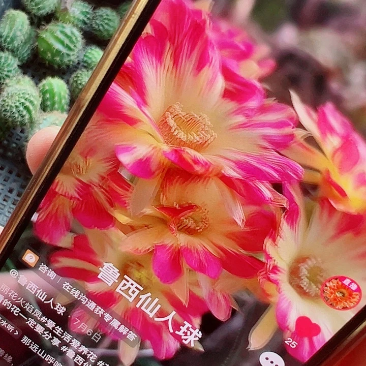 丽花 火焰凤 侧芽 厘米 满20包邮