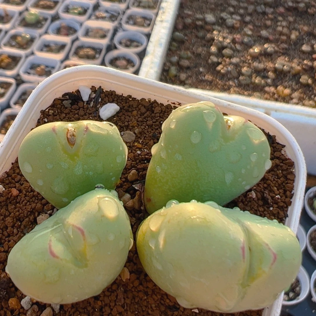 23多肉植物百科知识