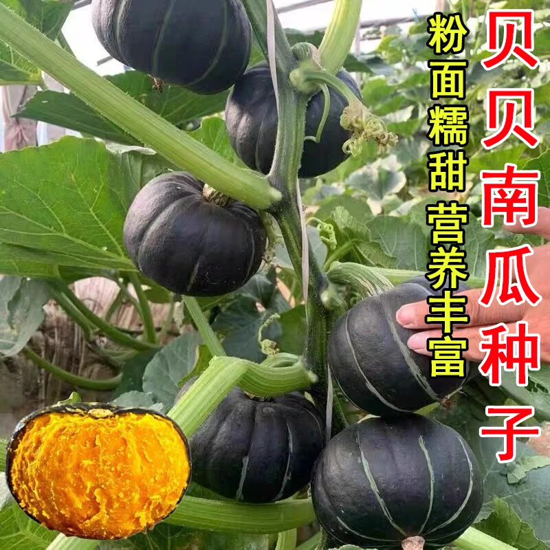 贝贝南瓜种子香甜板栗南瓜四季迷你贝贝小南瓜