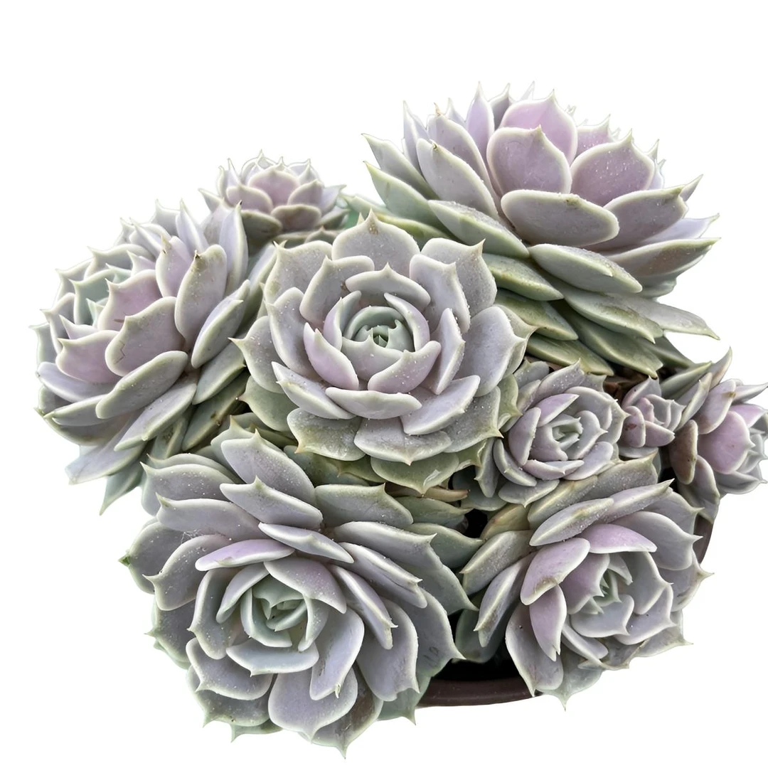 露娜莲（土球发货20cm）淡紫色叠叶多肉植物 整桩好养