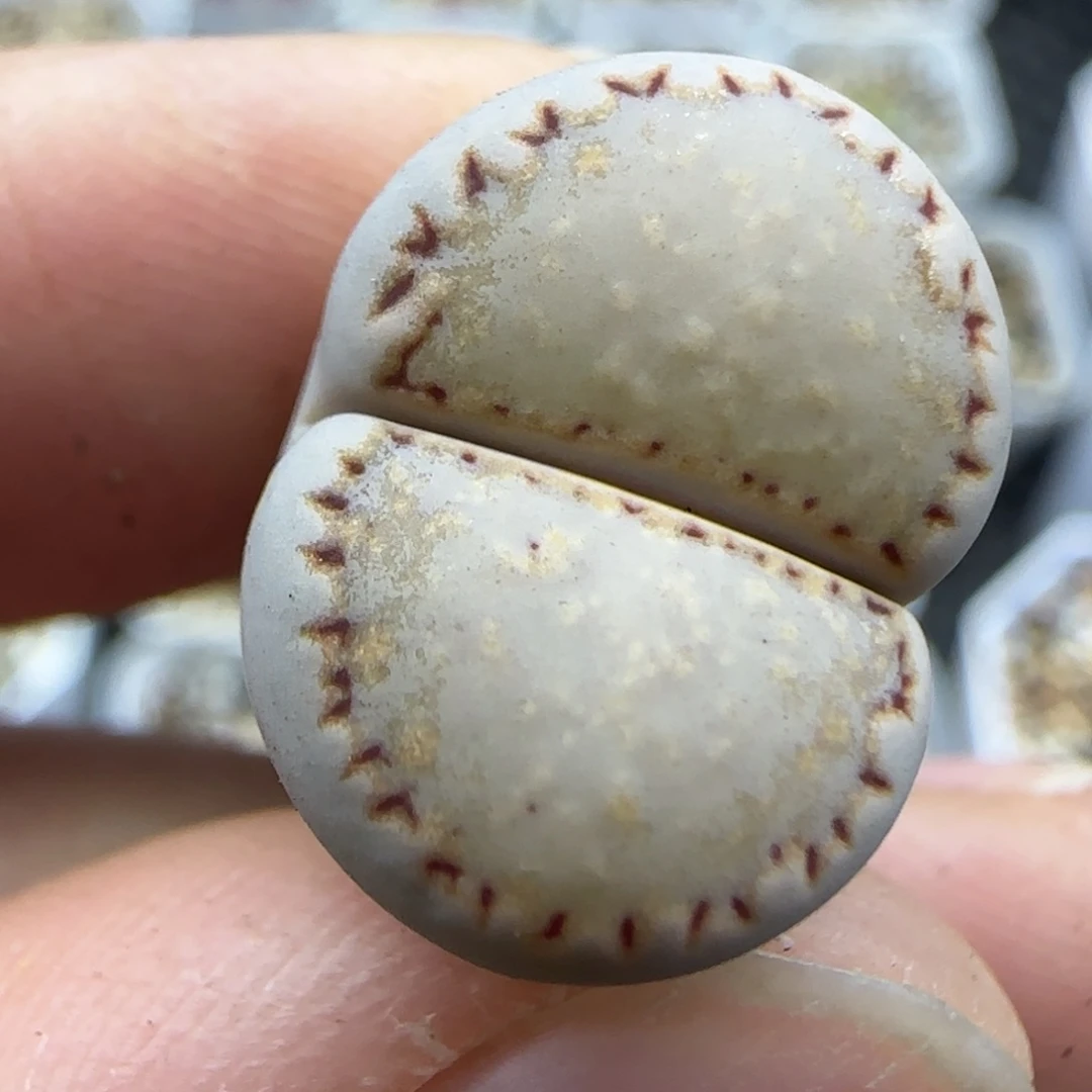 242饼干清框福利30包邮