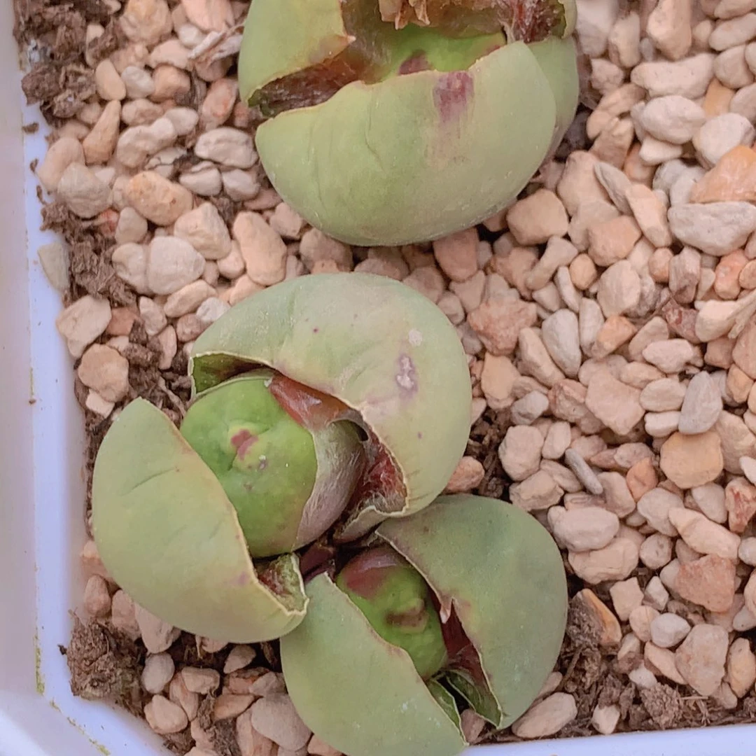 14558888888958658668556