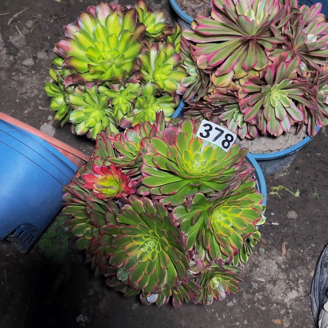 三盆法师13-0包邮法师x x