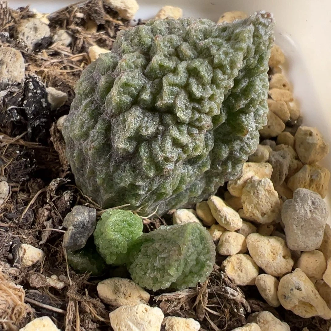 实生新品大苗多肉植物水泡多肉植物