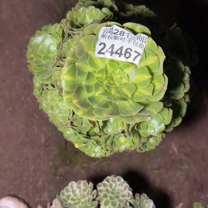 24467琉璃多肉植物