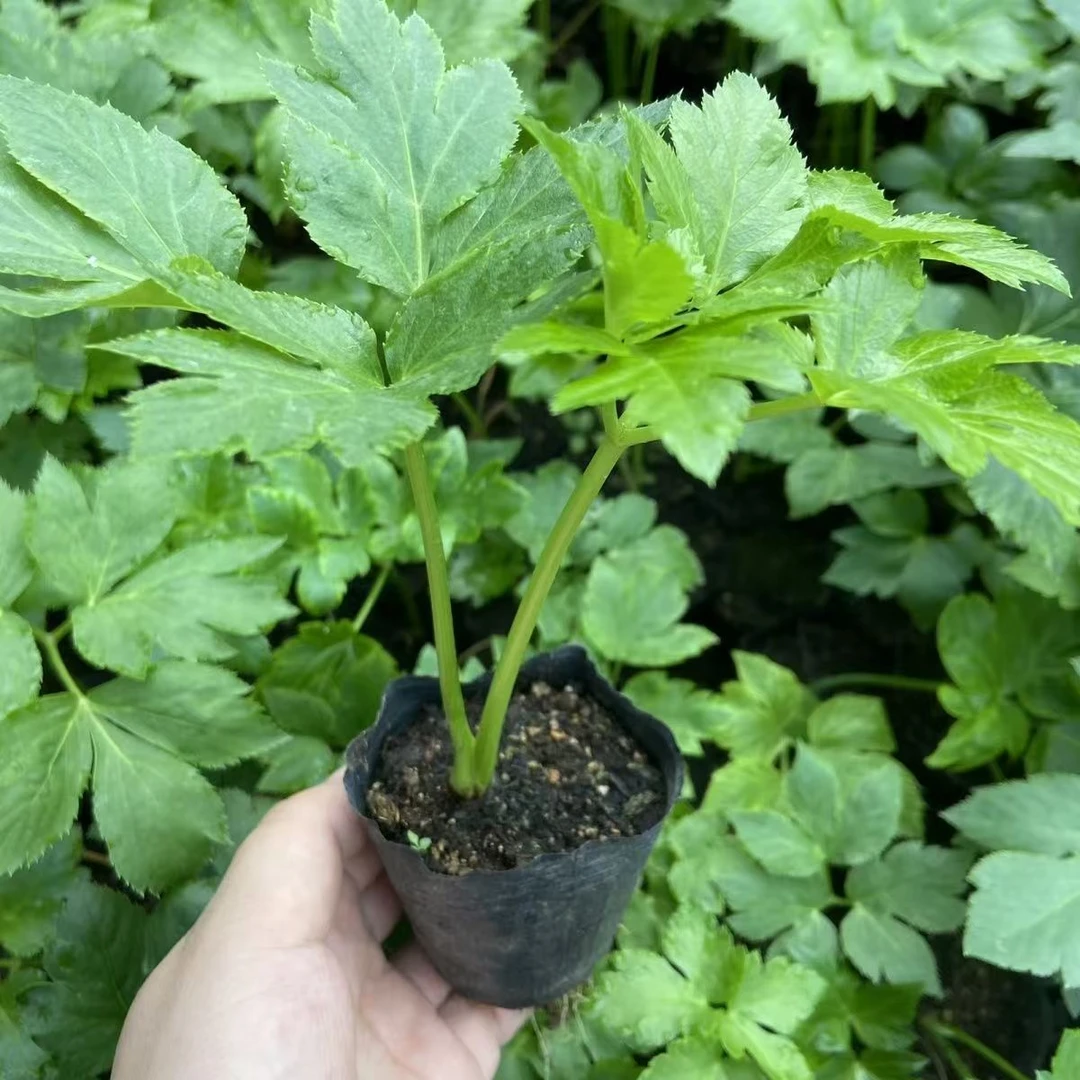 咸草长寿草原土小盆栽小苗 新鲜发货四季可种易成活四季可种