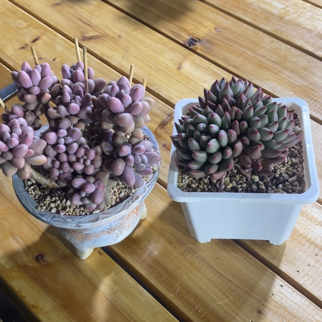 哦**啰两颗，差，寄养，姐