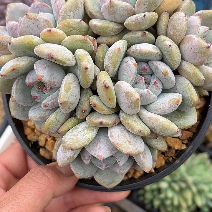 多肉植物一物一拍