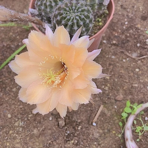 @***：仙人掌彩草B 308摘花脱土发货