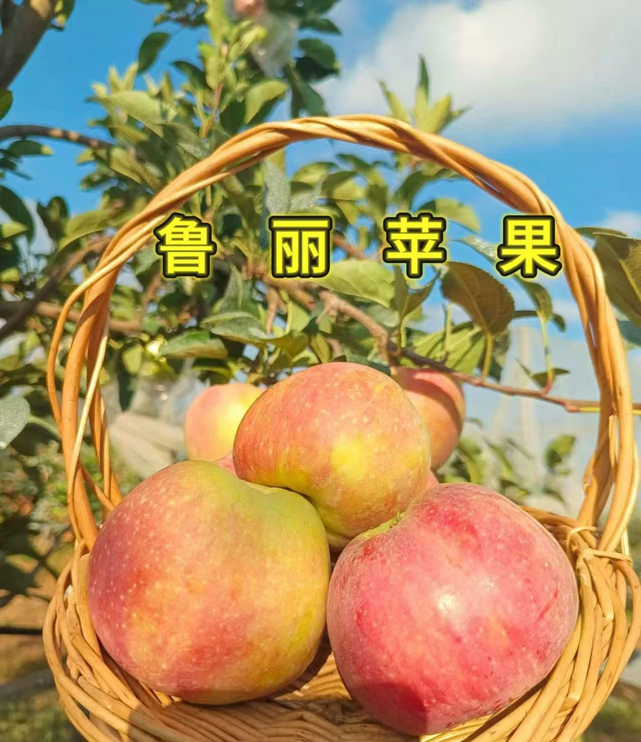白鹭湾顺丰包邮山东有机鲁丽苹果零农残酸甜可口当季新鲜4.5斤