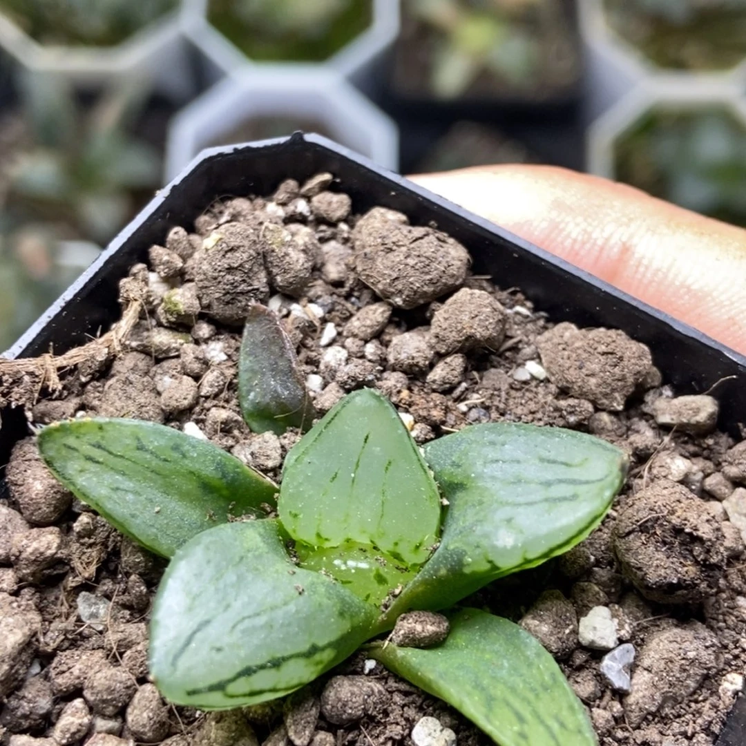 裹1是是是是是是是是是寿