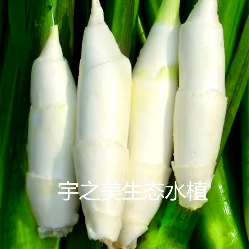 现挖特早熟高产双季茭白种苗四季高笋苗高瓜苗老蹲苗蔬菜秧苗水生