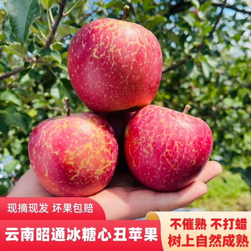 云南昭通中熟丑苹果冰糖心自然当季新鲜现摘脆甜3-5-10斤包邮