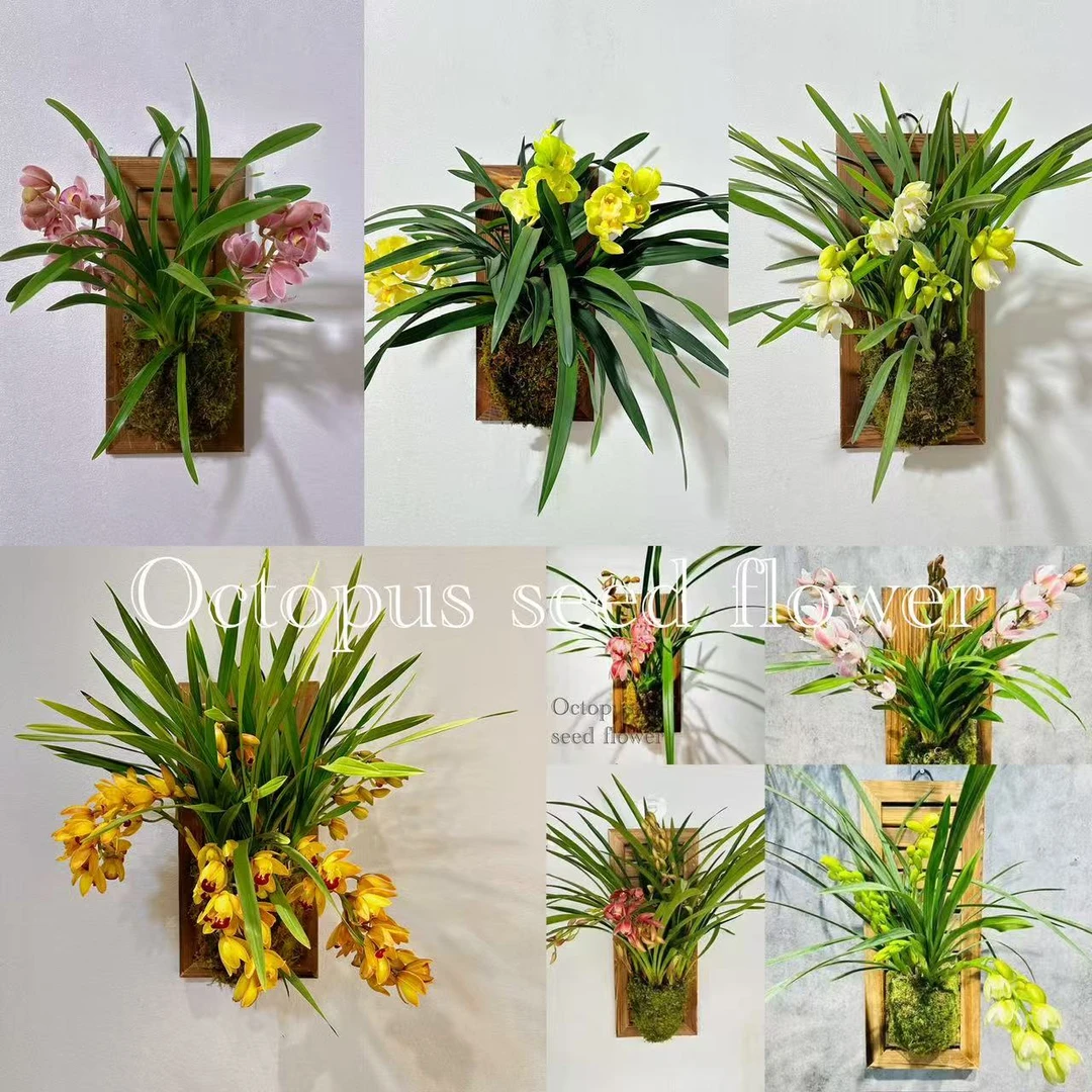 大花蕙兰室内年宵花必备观叶观花多年生绿植盆栽花期超长室内绿植