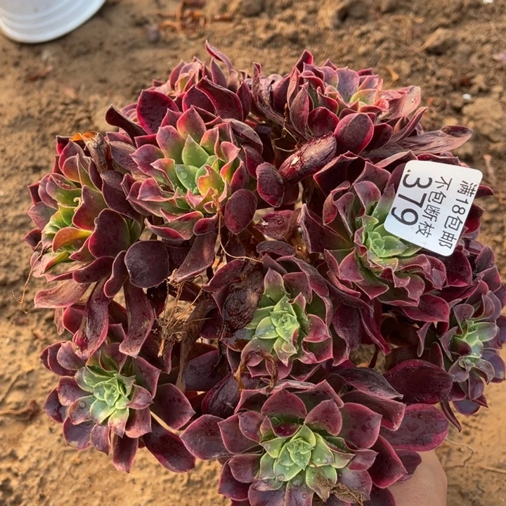 379金丝雀绣球4号棚