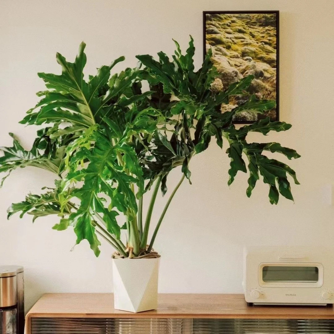 【A级苗丛林】龙鳞春羽绿植盆栽室内好养可水培吸甲醛四季常青春雨