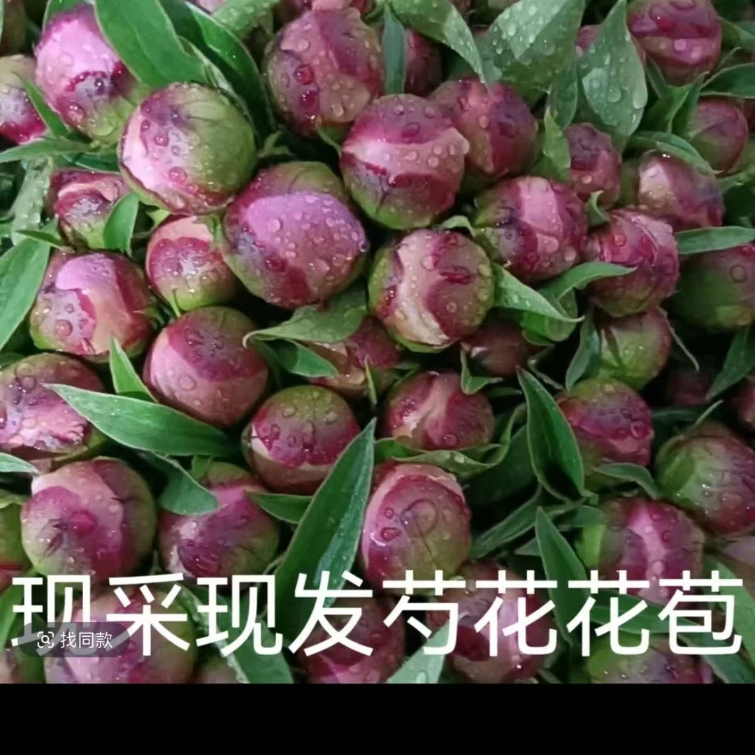 芍药鲜花牡丹鲜切花客厅花卉插花现摘花鲜花礼物花束基地花苞直发