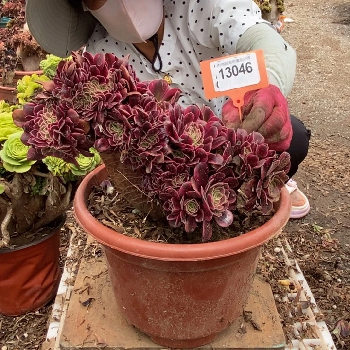 大***门046美杜莎老桩老桩老桩