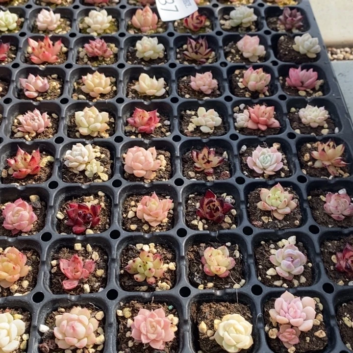 37 多肉植物盆栽花卉