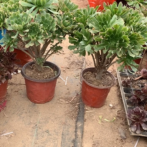 原始绿多肉植物法师16