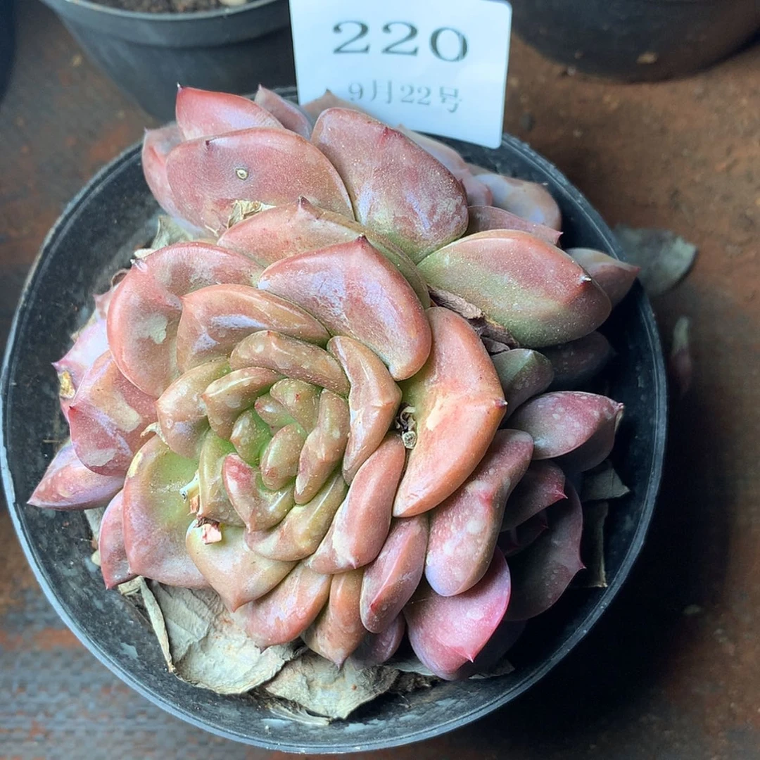 【闪购商品】云220号香槟杂4头10厘米